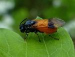 Arge cyanocrocea